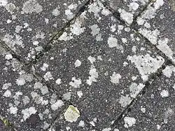 Een close-up van de associatie