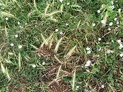 Close-up van de associatie met bloeiende akkerwinde