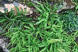 Close-up van de muurvaren-associatie, met drie kensoorten