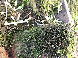 Gewoon riviervedermos