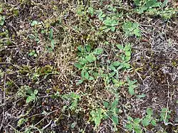 Close-up van de vogelpootje-associatie met veel muizenoor