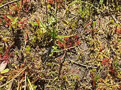 Close-up van de subassociatie met dwergbloem