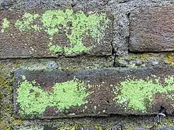 Close-up van de associatie op een oude bakstenen muur.