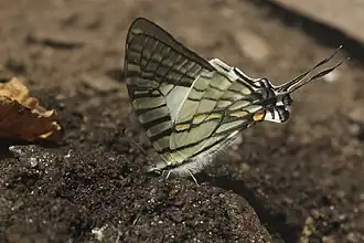 Graphium mandarinus