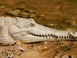 Australische krokodil