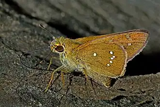 Pelopidas assamensis