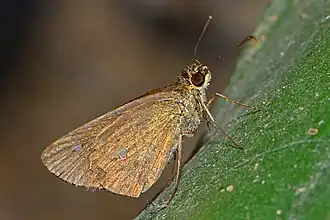 Scobura phiditia