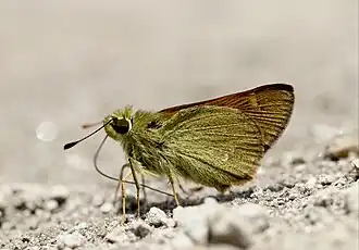 Ochlodes brahma
