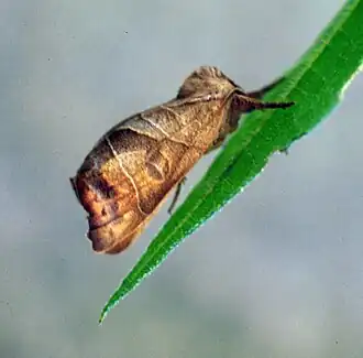 Roestbruine wapendrager