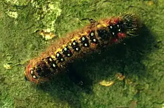 Roestbruine wapendrager