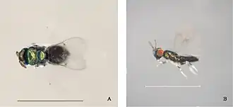 Closterocerus chamaeleon