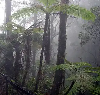 Nevelwoud op de helling van de Gunung Kinabalu (4095&nbsp;m) op Noord-Borneo (Oost-Maleisië).