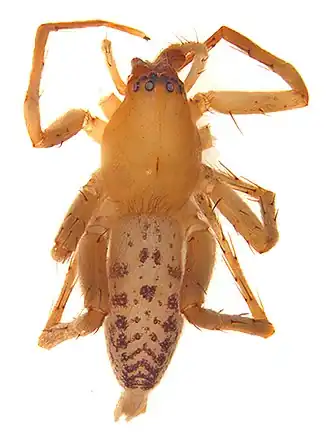 Clubiona filicata