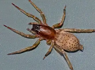 Clubiona huttoni