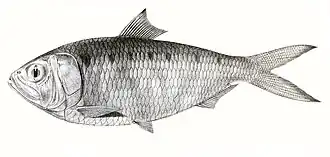 Hilsa kelee