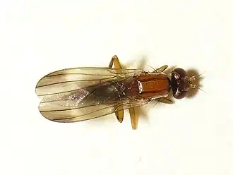 Clusiodes ruficollis