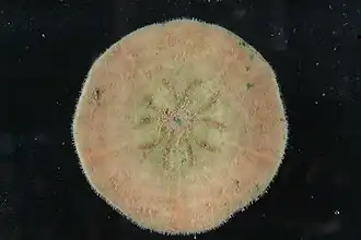 Clypeaster cyclopilus