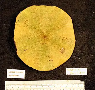 Clypeaster euclastus