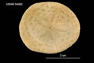 Clypeaster leptostracon