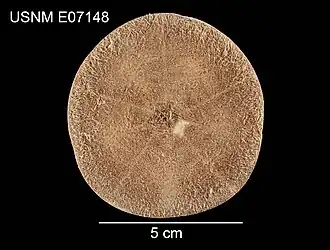 Clypeaster pateriformis