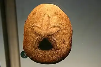 Clypeaster subdepressus