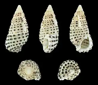 Clypeomorus bifasciata