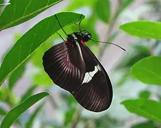 Heliconius clysonymus