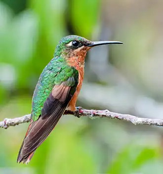 Braziliaanse robijnkolibrie