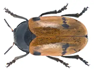 Clytra rotundata
