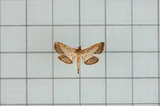 Cnaphalocrocis limbalis