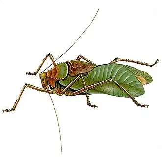 Cnemidophyllum citrifolium