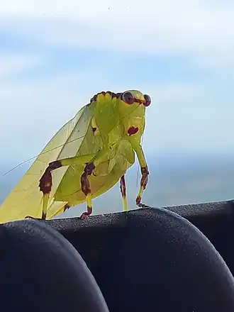 Cnemidophyllum lineatum