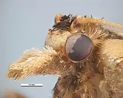 Kop van het vrouwtje