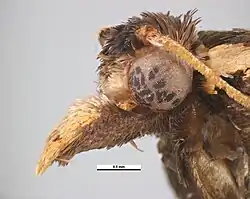 Kop van het mannetje