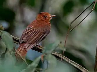 Rosse schroefvleugeltiran