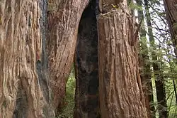 stammen met brandschade die stamt uit circa 1900