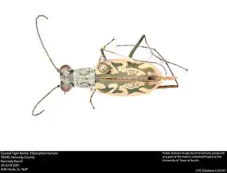 Ellipsoptera hamata