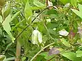 Klokwinde (Cobaea scandens)