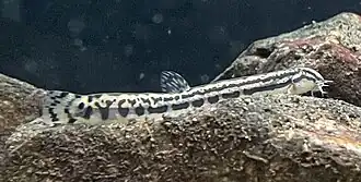 Cobitis takatsuensis