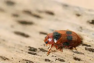 Gevlekt rietkapoentje