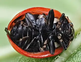 Bosmierlieveheersbeestje