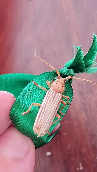 Coccoderus novempunctatus