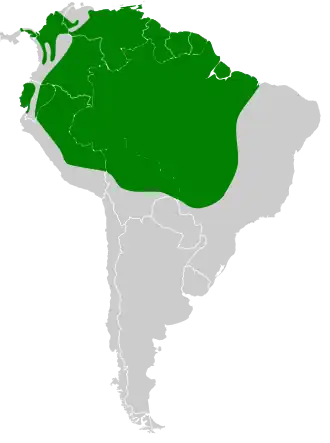 Kleine eekhoornkoekoek