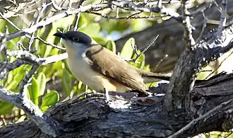Kleine mangrovekoekoek