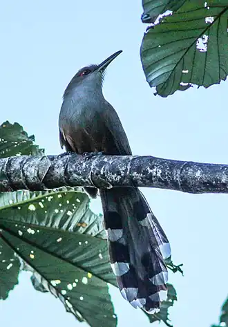 Puertoricaanse hagediskoekoek