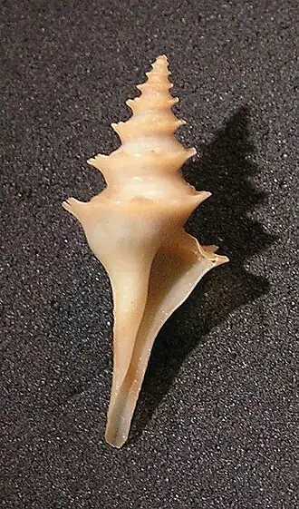 Cochlespira cedonulli
