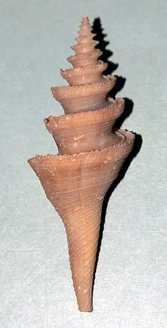 Cochlespira elegans