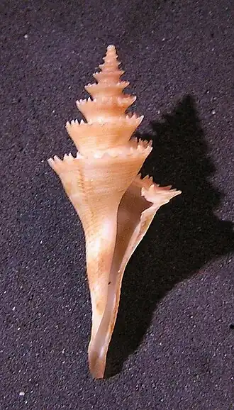 Cochlespira pulchella