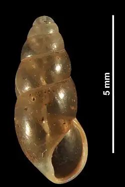 Middelste agaathoren