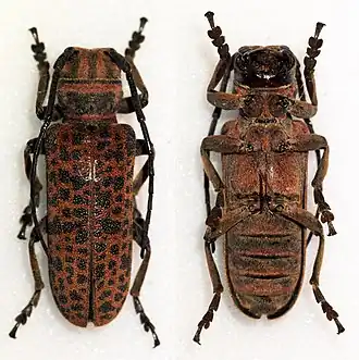 Cochliopalpus suturalis